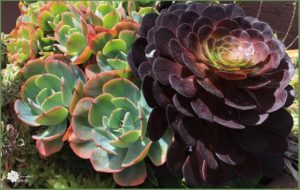 Read more about the article Species Spotlight ~ Aeonium Rosette Succulents!