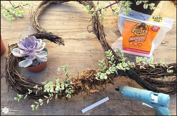 add succulent cuttings to grapevine wreath with hot glue