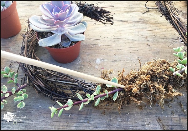 adding succulent cuttings to your wreath