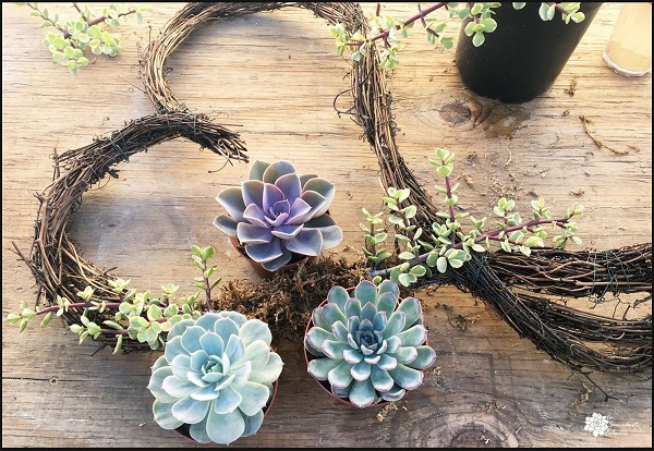 plan the arrangment of succulents for your wreath