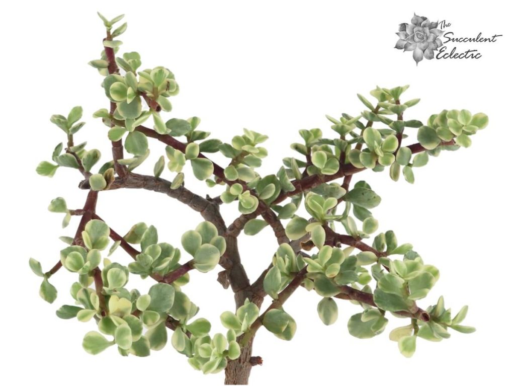 portulacaria afra variegata