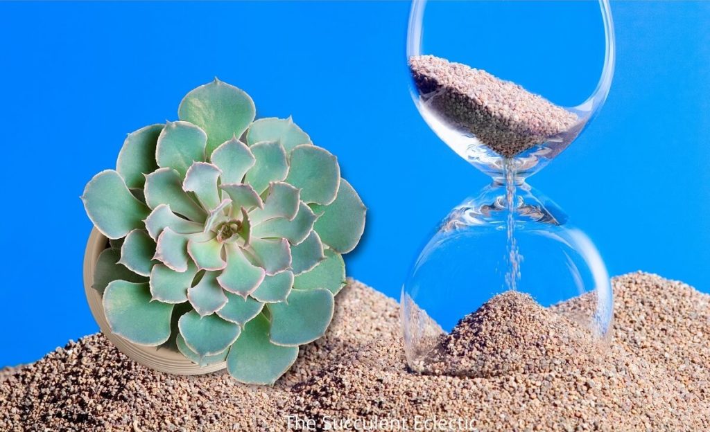 succulent and hour glass