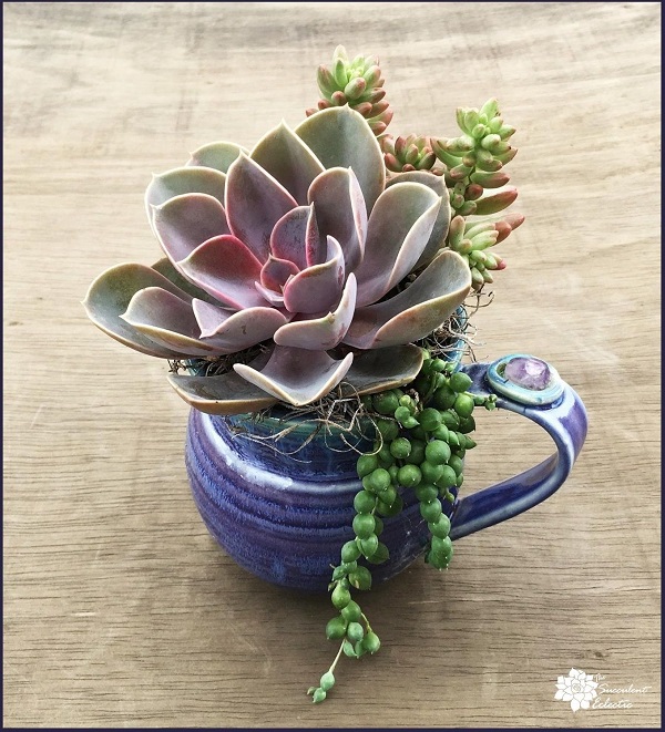 Planting Succulents in Containers Without Drainage? Drill Your Own ...
