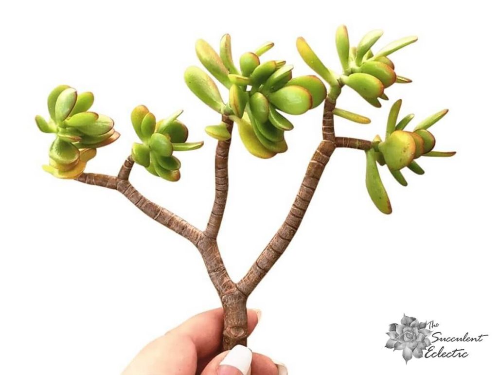 succulent stem cutting crassula ovata 