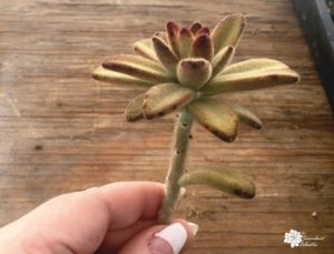Read more about the article Propagating Succulents from Stem Cuttings