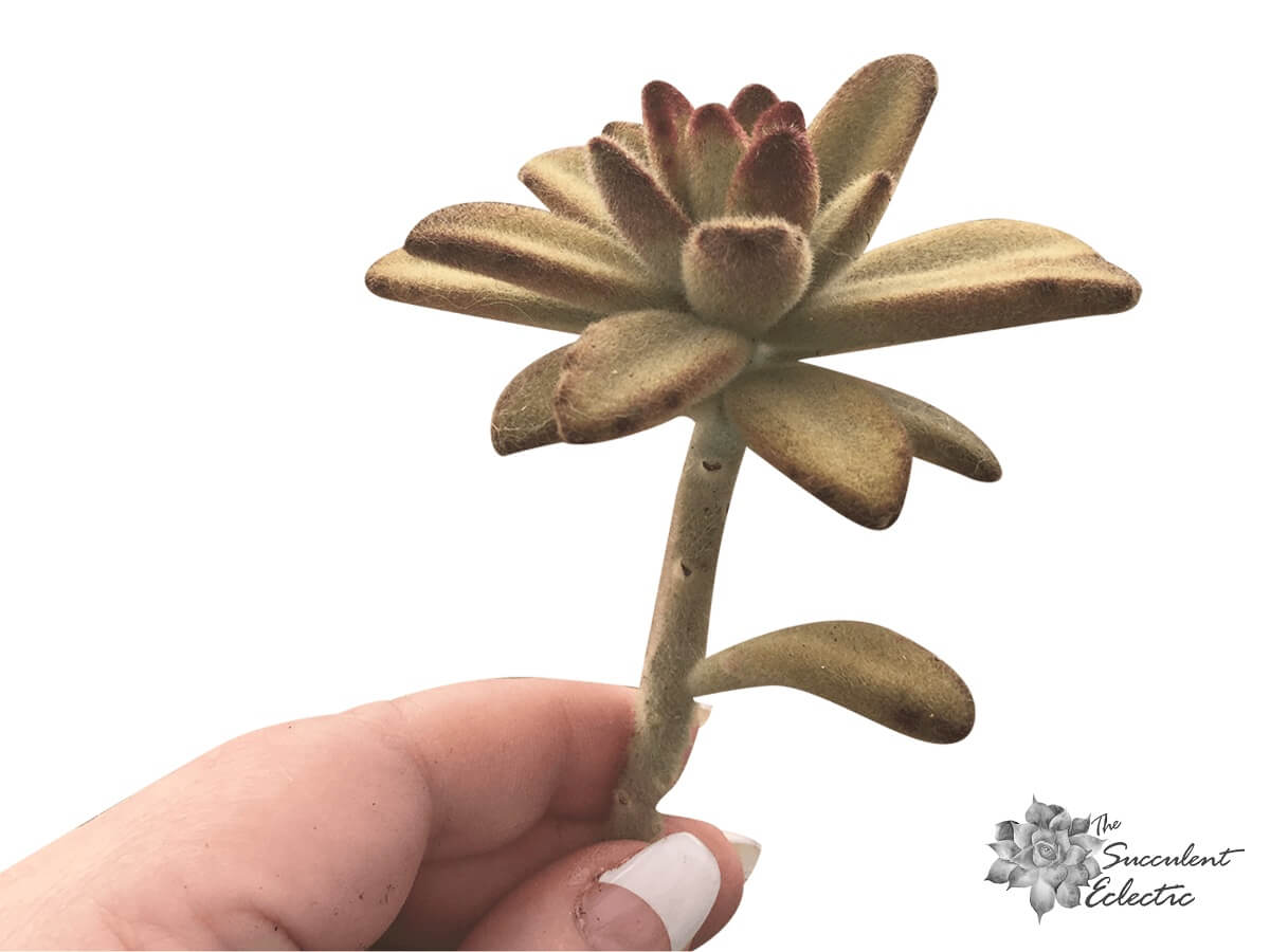 Read more about the article Propagating Succulents from Stem Cuttings