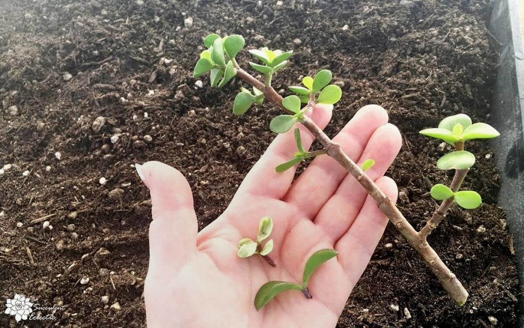 succulent stem cuttings portulacaria afra and variegata