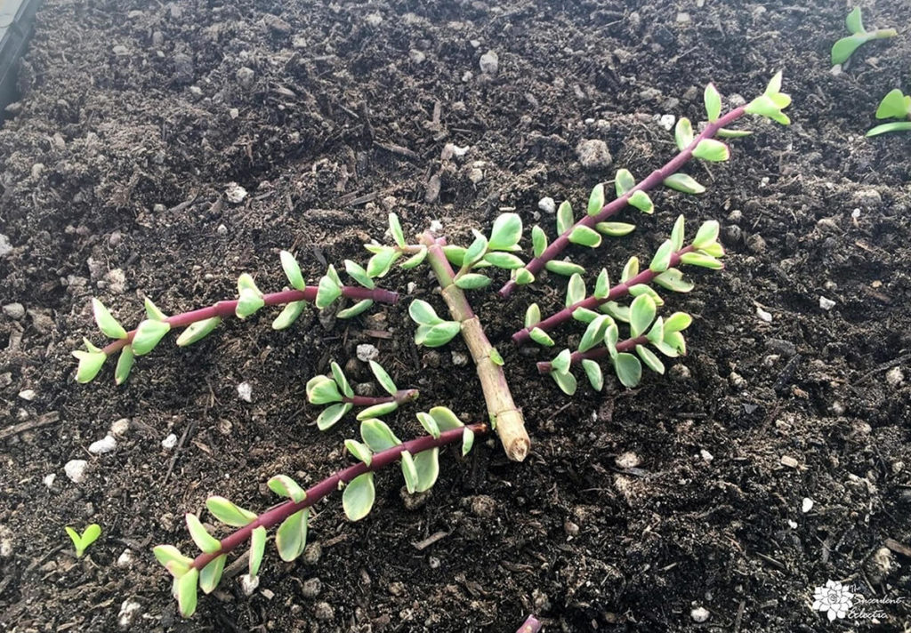 succulent stem cuttings portulacaria variegata large, cut 