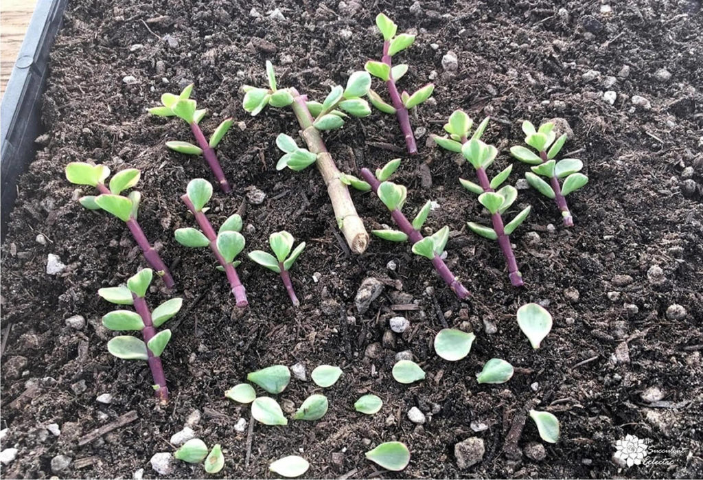 succulent stem cuttings portulacaria variegata large, cut smaller