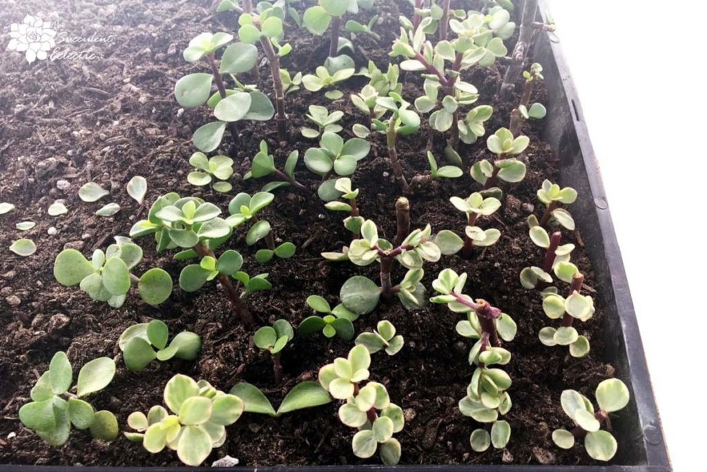 succulent stem cuttings portulacaria variegata large, set in soil