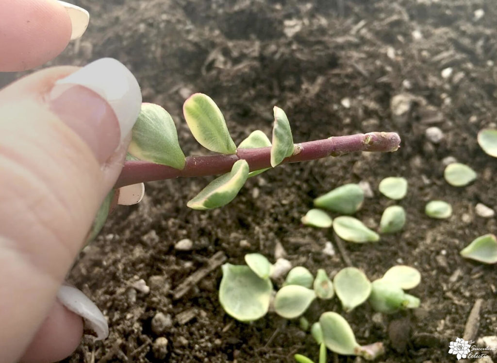 succulent stem cuttings portulacaria variegata stem showing nodes 