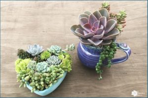 Read more about the article Planting Succulents in Containers Without Drainage? Drill Your Own!