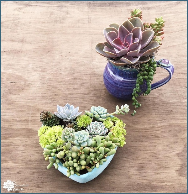 Planting Succulents in Containers Without Drainage? Drill Your Own ...