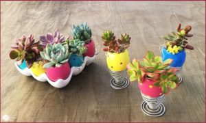 Read more about the article DIY Succulent Easter Eggs!