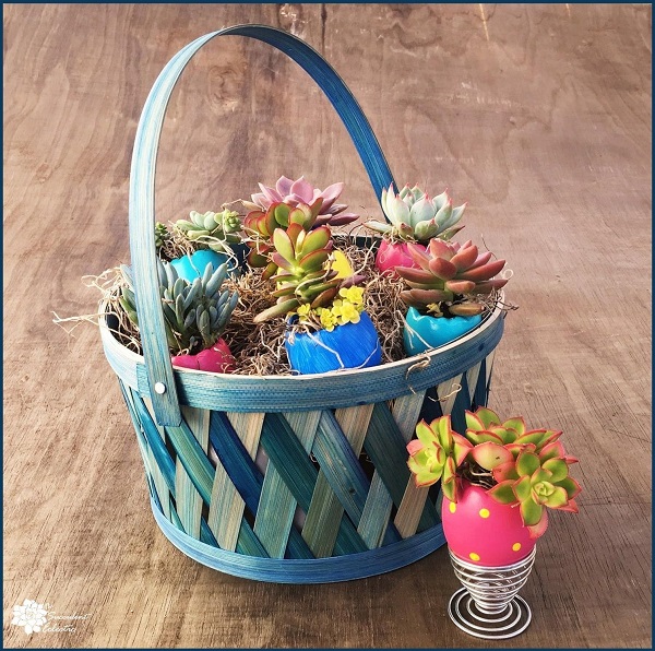 DIY Succulent Easter Eggs in Easter basket with egg cup