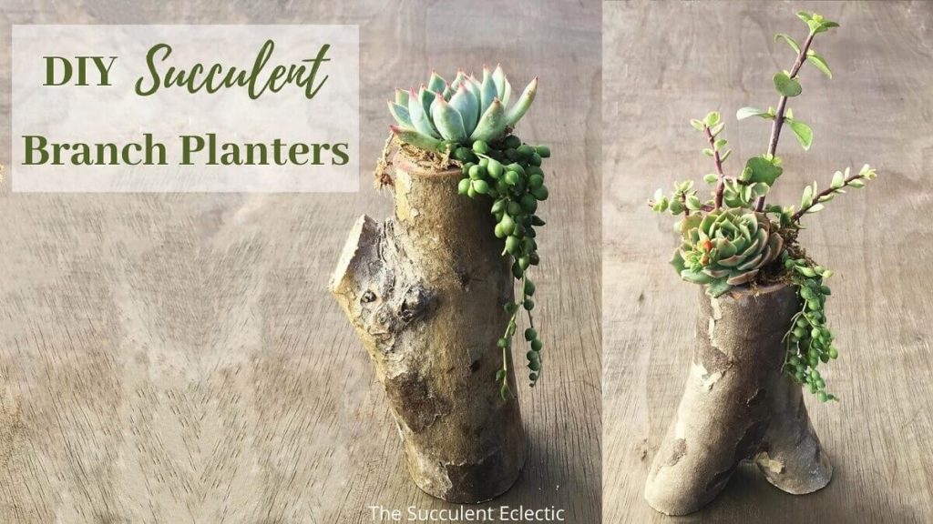 DIY tree branch planters for succulents