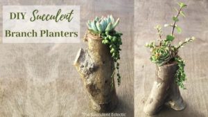 Read more about the article DIY Tree Branch Planters for Succulents!