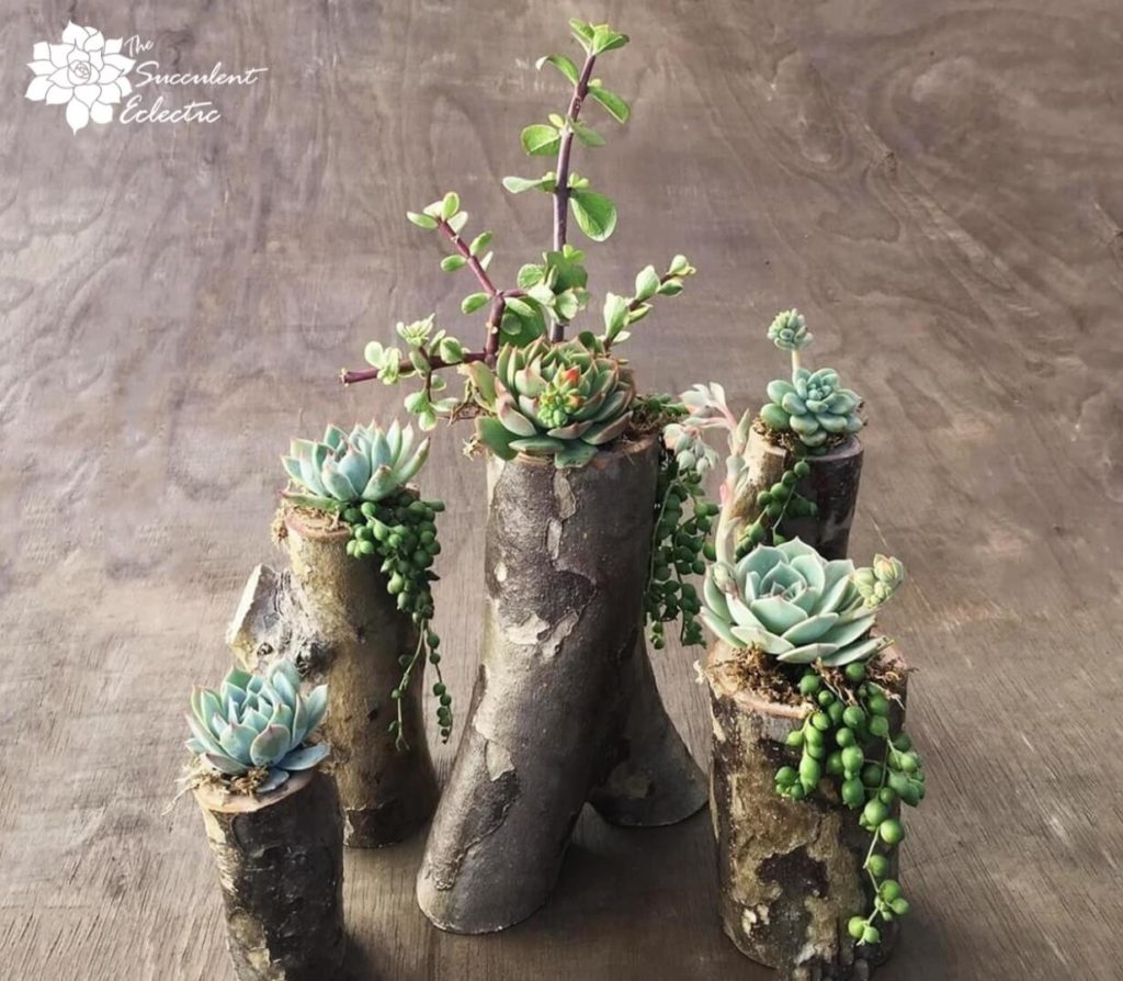 DIY tree branch planters for succulents group