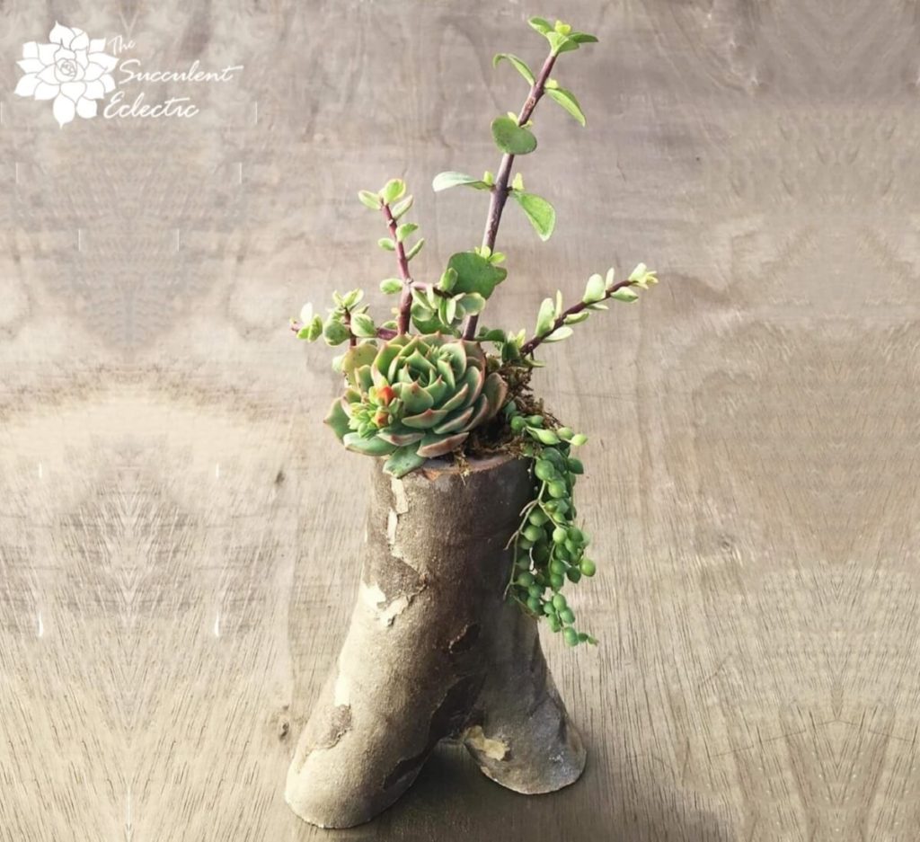 DIY tree branch planters for succulents large