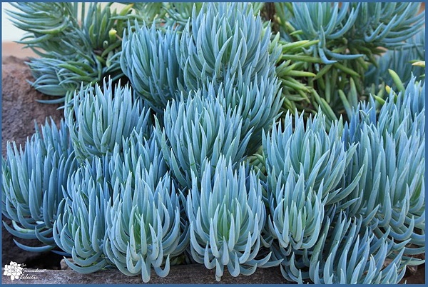 Senecio serpens mandraliscae)- Blue Chalk sticks plant