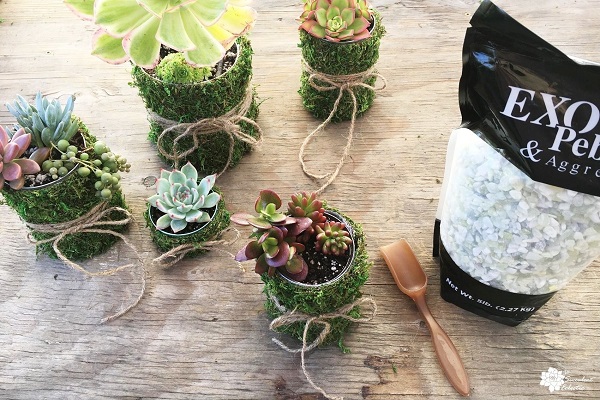 add colorful pebbles as top dressing for mossy pot succulent planters