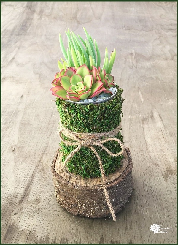 finished mossy pot tin can planter for succulents