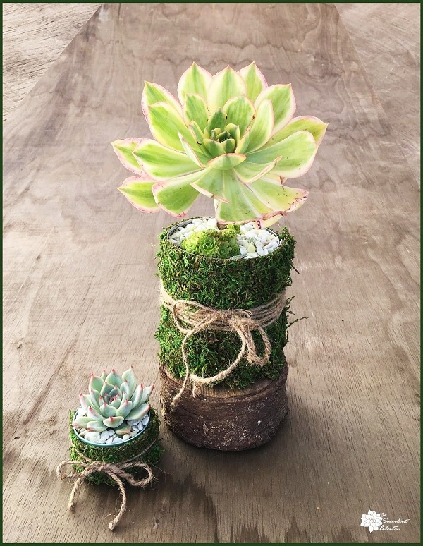 mossy pot tin can planters with succulent aeonium and echeveria blue bird