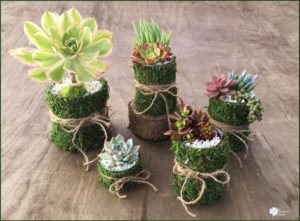 Read more about the article DIY Succulent Planters – Tin Can Mossy Pots!