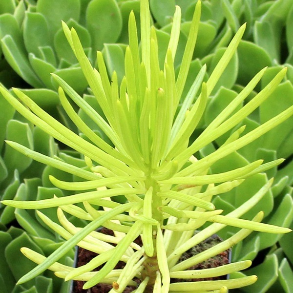 Senecio Barbertonicus Himalaya bright chartreuse succulent looks like pine tree tuft