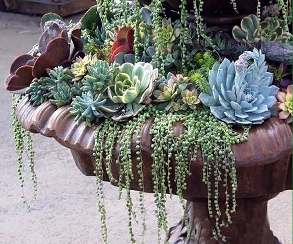 mixed succulents in fountain with cascading string of pearls senecio