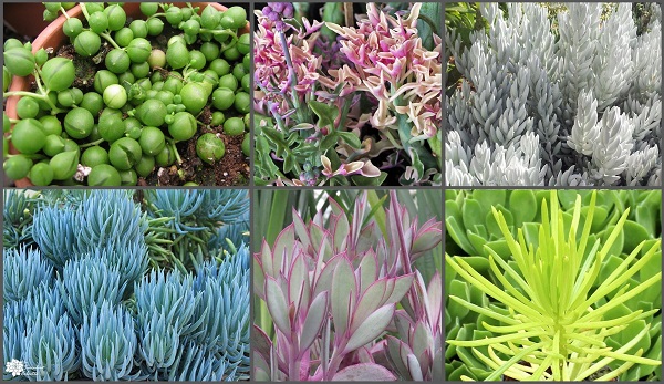 the many different looks of senecio succulents