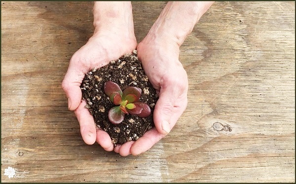 succulent soil cupped in man's hands with crassula jade growing in the soil