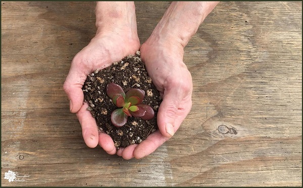 planting succulents in fast draining succulent soil is essential for healthy plants