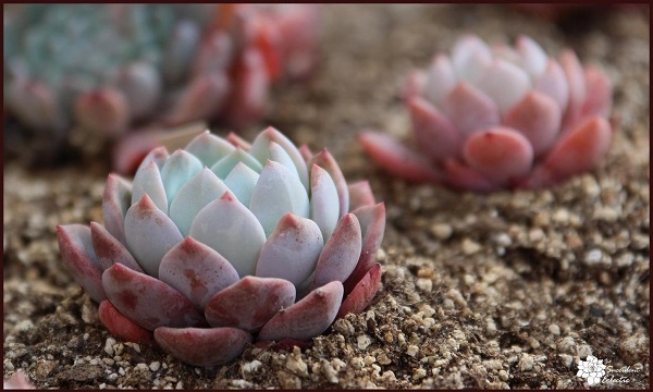 fast draining succulent soil is critical for succulent care