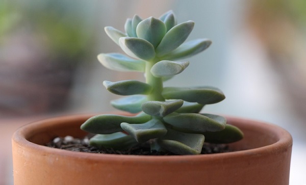 You are currently viewing Succulent Growing Tall & Stretched? Identify Etiolation & Fix It!