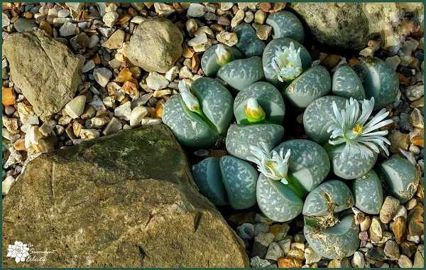 succulent care begins with fast draining soil for this lithops