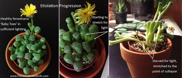 fenestraria in various stages of etiolation