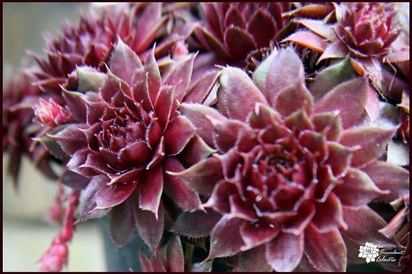 burgundy sempervivum color up in response to stress