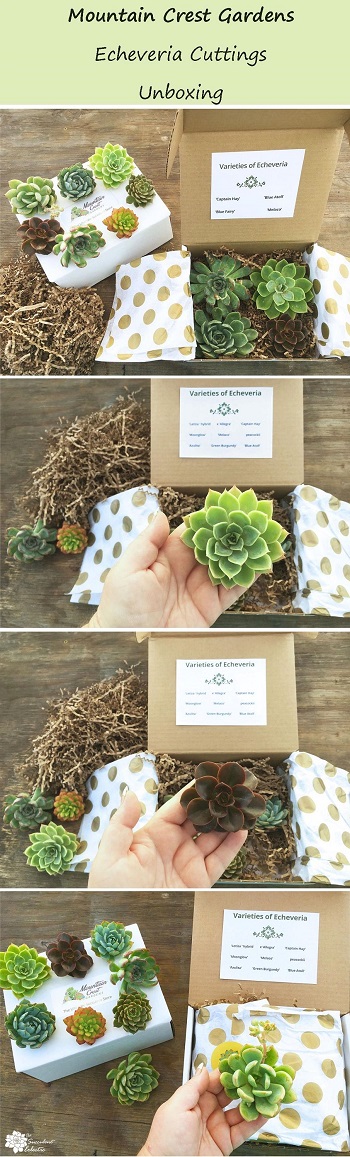 unboxing echeveria cuttings from Mountain Crest Gardens