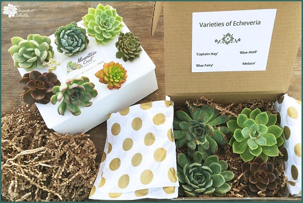 Read more about the article Unboxing Mountain Crest Gardens Succulents