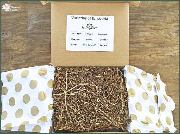 unboxing Mountain Crest Gardens - gift ready packing with labels for echeveria cuttings