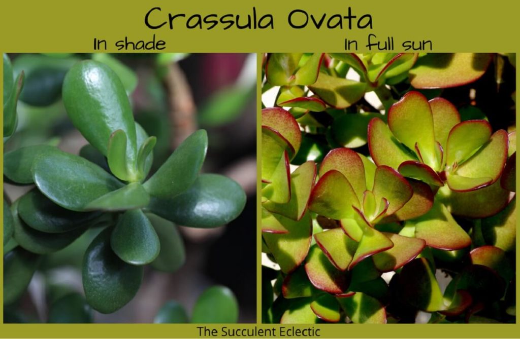 Crassula Ovata color change due to stress