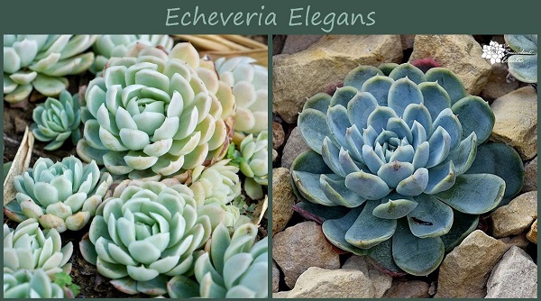 Read more about the article How to Make Succulents Change Color? (& Why You Should)