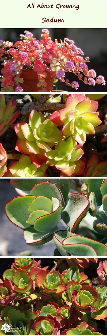 All about growing sedum