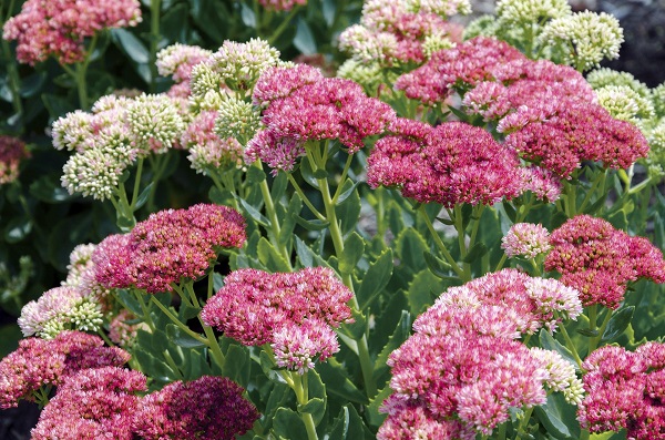 cold hardy sedum spectabile plants in colorful blooms of pink, white and magenta