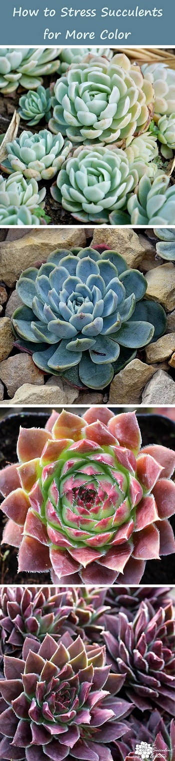 How to Make Succulents Change Color? | The Succulent Eclectic