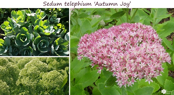 sedum telephium autumn joy leaves, buds and blooms beautiful throughout the seasons