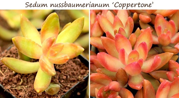 sedum nussbaumerianum coppertone changes color throughout the year
