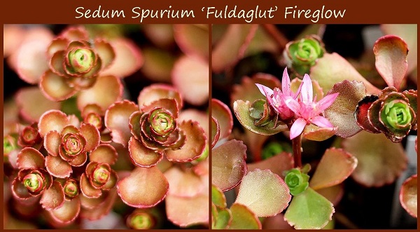 sedum spurium fireglow coppery foliage and pink flowers