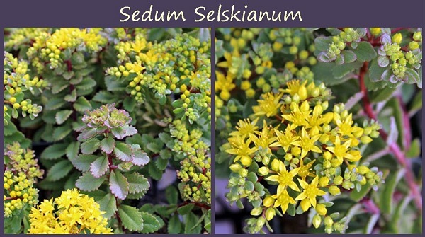 sedum selskianum colorful foliage and bright yellow blooms